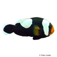 Saddleback Clownfish (Amphiprion polymnus)