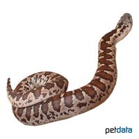 Sahara Sand Boa (Eryx muelleri)