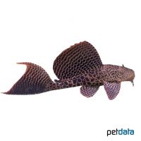 Sail Fin Pleco (Pterygoplichthys gibbiceps)