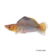 Sailfin Molly (Poecilia latipinna)