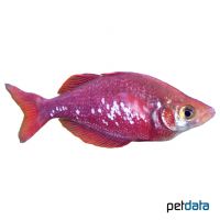 Salmon Red Rainbowfish (Glossolepis incisus)