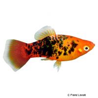 Salt & Pepper Marigold Platy (Xiphophorus maculatus var.)