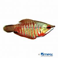 Samurai Gourami (Sphaerichthys vaillanti)