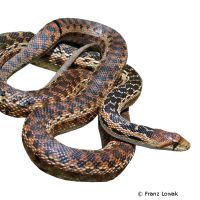 San Diego Gopher Snake (Pituophis catenifer annectens)