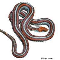 San Francisco Garter Snake (Thamnophis sirtalis tetrataenia)