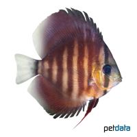 San Merah Discus (Symphysodon aequifasciatus 'San Merah')