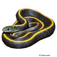 Santa Cruz Garter Snake (Thamnophis atratus atratus)