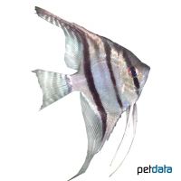 Santa Izabel Angelfish (Pterophyllum scalare 'Santa Izabel')