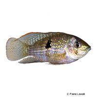 Sapayo Cichlid (Andinoacara sapayensis)