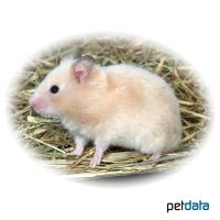 Satin Golden Hamster (Mesocricetus auratus 'Satin')