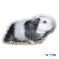 Satin Guinea Pig (Cavia porcellus 'Satin')