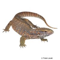 Savannah Monitor (Varanus exanthematicus)