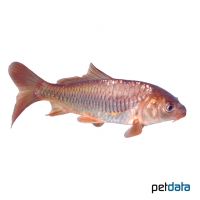 Scaly Carp (Cyprinus carpio)