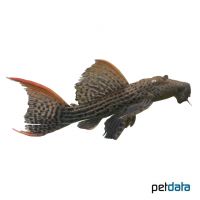 Scarlet Cactus Pleco (Pseudacanthicus pirarara)