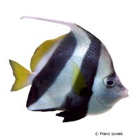 Schooling Bannerfish (Heniochus diphreutes)