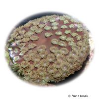 Scroll Coral (LPS) (Turbinaria reniformis)
