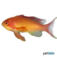 Sea Goldie ♀ (Pseudanthias squamipinnis)