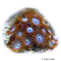 Sea Mat (Zoanthus pulchellus)