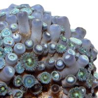 Sea Mat (Zoanthus sociatus)