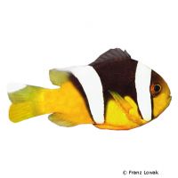 Sebae Anemonefish (Amphiprion sebae)
