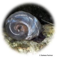 Seminole Ramshorn Blue (Planorbella duryi)