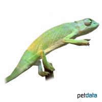 Senegal Chameleon (Chamaeleo senegalensis)