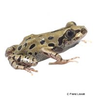 Senegal Running Frog (Kassina senegalensis)