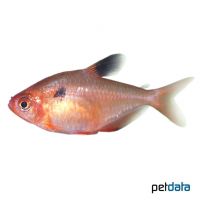 Serpae Tetra (Hyphessobrycon eques)