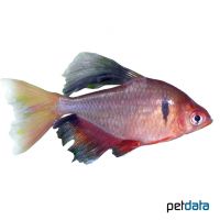 Serpae Tetra Long Fin (Hyphessobrycon eques 'Long Fin')