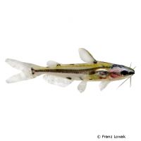 Shadow Catfish (Hyalobagrus flavus)