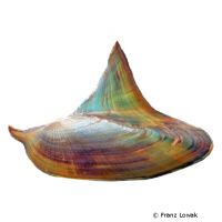 Shark Fin Mussel (Hyriopsis bialata)