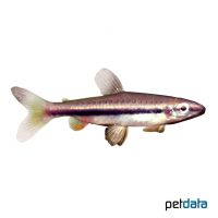 Shining Pencilfish (Nannostomus nitidus)