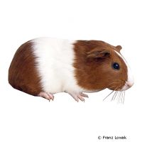 Short-haired Guinea Pig (Cavia porcellus 'Short-hair')