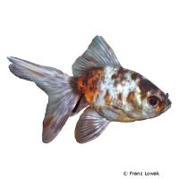 Shubunkin Faintail Goldfish (Carassius auratus auratus)