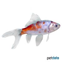 Shubunkin Goldfish (Carassius auratus)