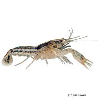 Shufeldt’s Dwarf Crayfish (Cambarellus shufeldtii)