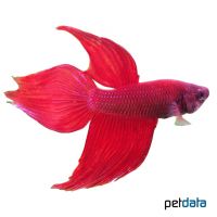 Siamese Fighting Fish ♂ (Betta splendens ♂)