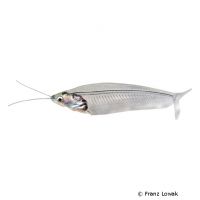 Siamese Glass Catfish (Kryptopterus minor)