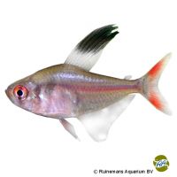 Sickle Tetra (Hyphessobrycon jackrobertsi)