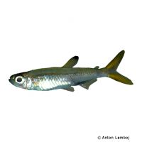 Sierra Leone Dwarf Characin (Ladigesia roloffi)