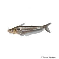 Silver Butter Catfish (Schilbe intermedius)