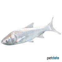 Silver Carp (Hypophthalmichthys molitrix)