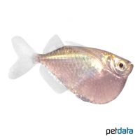 Silver Hatchetfish (Gasteropelecus levis)