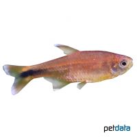 Silver Tip Tetra (Hasemania nana)