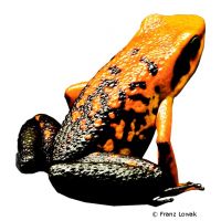 Silverstone's Poison Frog (Ameerega silverstonei)