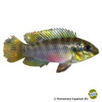 Silvia's Pelvicachromis (Pelvicachromis silviae)