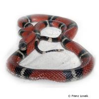 Sinaloan Milk Snake (Lampropeltis triangulum sinaloae)