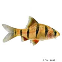 Six-Banded Tiger Barb (Desmopuntius hexazona)