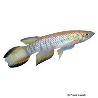 Sixbar Panchax (Epiplatys infrafasciatus)