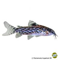 Sixray Corydoras (Aspidoras pauciradiatus)